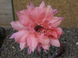Echinopsis hybrid, květináč 6,5 cm - 12416194
