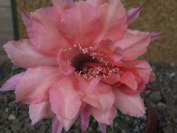 Echinopsis hybrid, květináč 6,5 cm