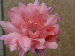 Echinopsis hybrid, květináč 6,5 cm - 12416196