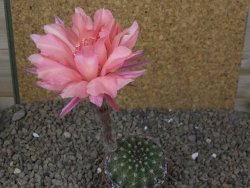 Echinopsis hybrid, květináč 6,5 cm - 12416197