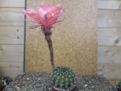 Echinopsis hybrid, květináč 6,5 cm - 12416198