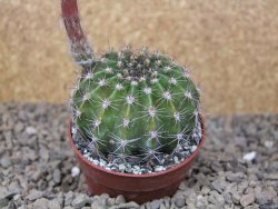 Echinopsis hybrid, květináč 6,5 cm - 12416199