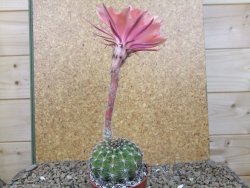 Echinopsis hybrid, květináč 6,5 cm - 12416202