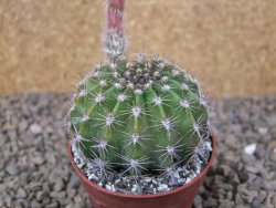 Echinopsis hybrid, květináč 6,5 cm - 12416203