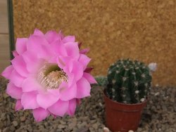 Echinopsis hybrid, květináč 5,5 cm - 12416204