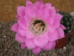 Echinopsis hybrid, květináč 5,5 cm