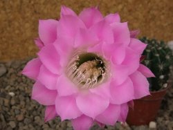 Echinopsis hybrid, květináč 5,5 cm - 12416206