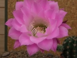 Echinopsis hybrid, květináč 5,5 cm - 12416207