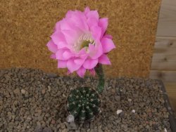 Echinopsis hybrid, květináč 5,5 cm - 12416208