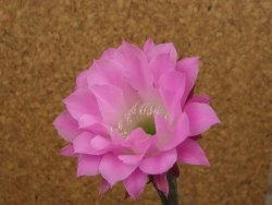 Echinopsis hybrid, květináč 5,5 cm - 12416209