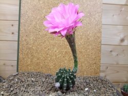 Echinopsis hybrid, květináč 5,5 cm - 12416210
