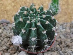 Echinopsis hybrid, květináč 5,5 cm - 12416211