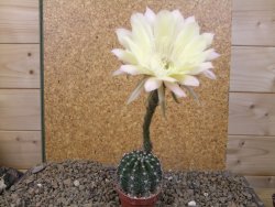 Echinopsis hybrid, květináč 5,5 cm - 12416215