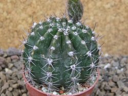 Echinopsis hybrid, květináč 5,5 cm - 12416216