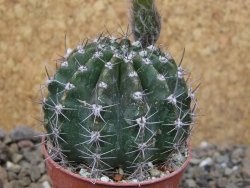 Echinopsis hybrid, květináč 5,5 cm - 12416217