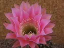 Echinopsis hybrid, květináč 5,5 cm - 12416220