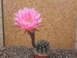 Echinopsis hybrid, květináč 5,5 cm - 12416221