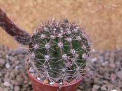 Echinopsis hybrid, květináč 5,5 cm - 12416223