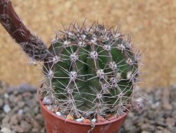 Echinopsis hybrid, květináč 5,5 cm - 12416224