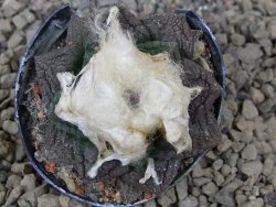 Ariocarpus fissuratus květináč 5,5 cm Cites IA - 12416226