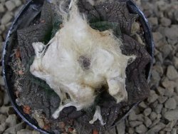 Ariocarpus fissuratus květináč 5,5 cm Cites IA - 12416227