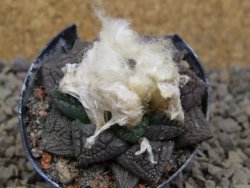 Ariocarpus fissuratus květináč 5,5 cm Cites IA - 12416228