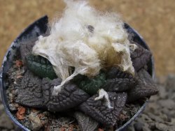 Ariocarpus fissuratus květináč 5,5 cm Cites IA