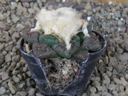 Ariocarpus fissuratus květináč 5,5 cm Cites IA - 12416230