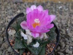 Ariocarpus fissuratus květináč 5,5 cm Cites IA