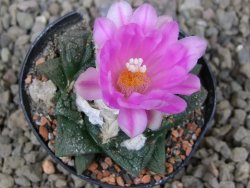 Ariocarpus fissuratus květináč 5,5 cm Cites IA - 12416232