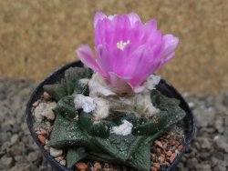 Ariocarpus fissuratus květináč 5,5 cm Cites IA - 12416233