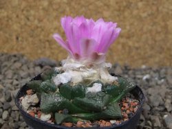 Ariocarpus fissuratus květináč 5,5 cm Cites IA - 12416234