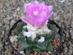 Ariocarpus fissuratus květináč 5,5 cm Cites IA - 12416235