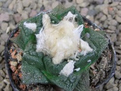 Ariocarpus fissuratus květináč 5,5 cm Cites IA - 12416236
