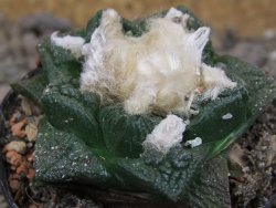 Ariocarpus fissuratus květináč 5,5 cm Cites IA