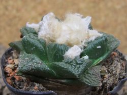 Ariocarpus fissuratus květináč 5,5 cm Cites IA - 12416238