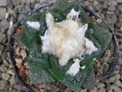 Ariocarpus fissuratus květináč 5,5 cm Cites IA - 12416239