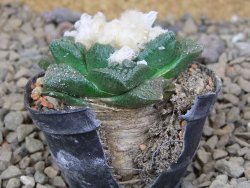 Ariocarpus fissuratus květináč 5,5 cm Cites IA - 12416240