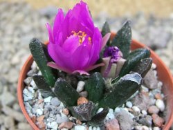 Ariocarpus scapharostrus Rayones, květináč 5,5 cm - 12416241