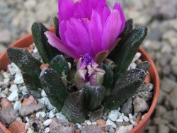 Ariocarpus scapharostrus Rayones, květináč 5,5 cm