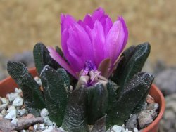 Ariocarpus scapharostrus Rayones, květináč 5,5 cm - 12416245