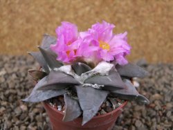 Ariocarpus confusus PP 420 Aramberi NL 6,5 cm Cites IA - 12416249