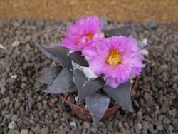 Ariocarpus confusus PP 420 Aramberi NL 6,5 cm Cites IA - 12416250