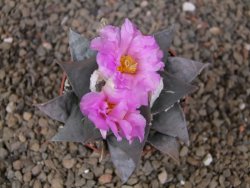 Ariocarpus confusus PP 420 Aramberi NL 6,5 cm Cites IA - 12416251