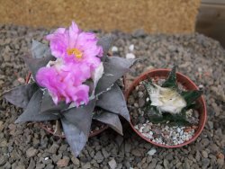 Ariocarpus confusus PP 420 Aramberi NL 6,5 cm Cites IA - 12416252
