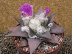Ariocarpus confusus PP 420 Aramberi NL 10 cm Cites IA - 12416255