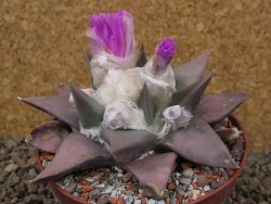 Ariocarpus confusus PP 420 Aramberi NL 10 cm Cites IA