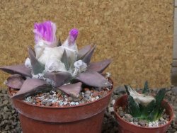 Ariocarpus confusus PP 420 Aramberi NL 10 cm Cites IA - 12416260