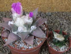Ariocarpus confusus PP 420 Aramberi NL 10 cm Cites IA - 12416261