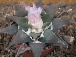 Ariocarpus confusus La Escondida, NL květináč 6,5 cm Cites IA - 12416262